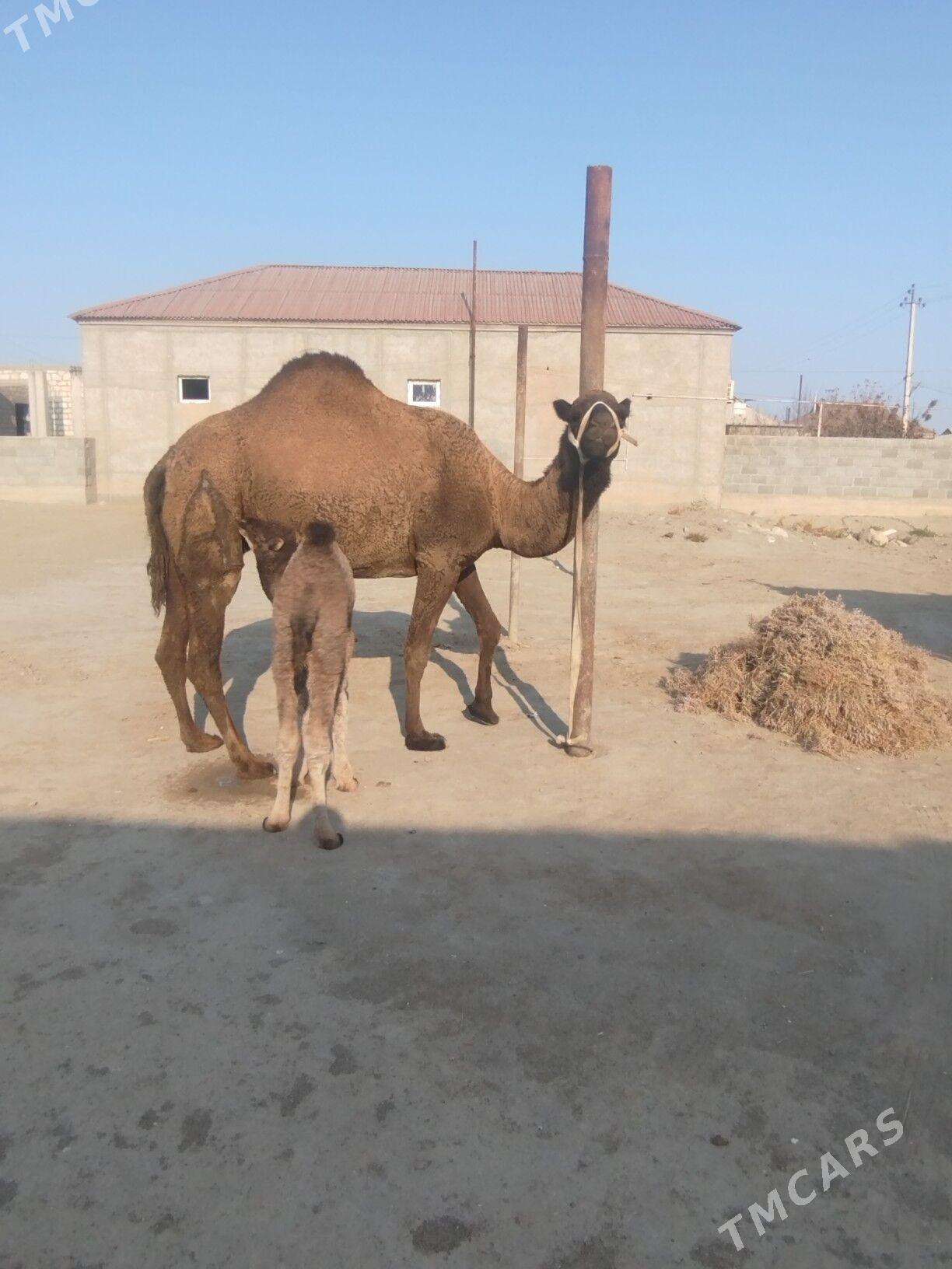 Kösekli Duye - Gumdag - img 3