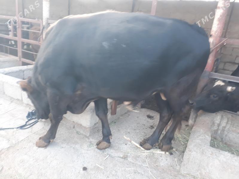 BAKYLAN ÖKÜZLER SOZ ÝOK - Büzmeýin - img 2