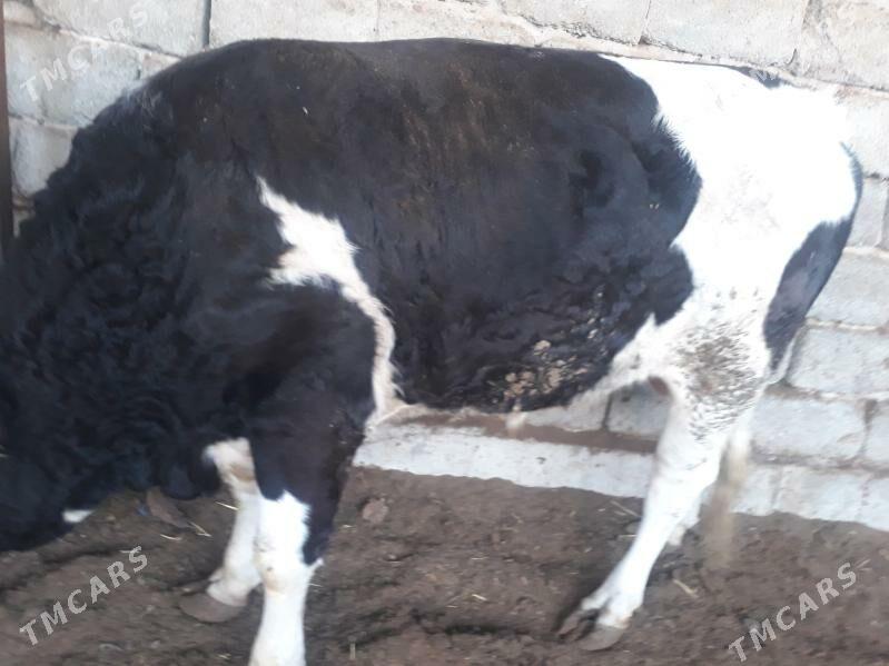 BAKYLAN ÖKÜZLER SOZ ÝOK - Büzmeýin - img 4