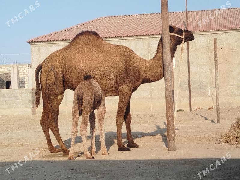 Kösekli Duye - Gumdag - img 4