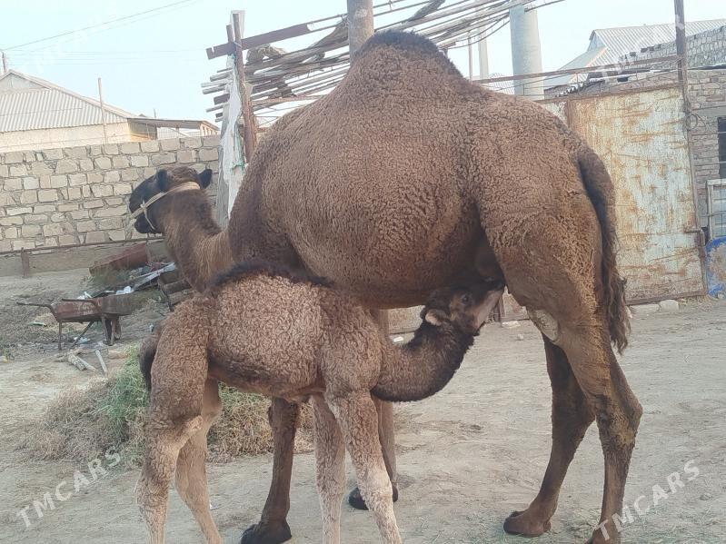 Kösekli Duye - Gumdag - img 2