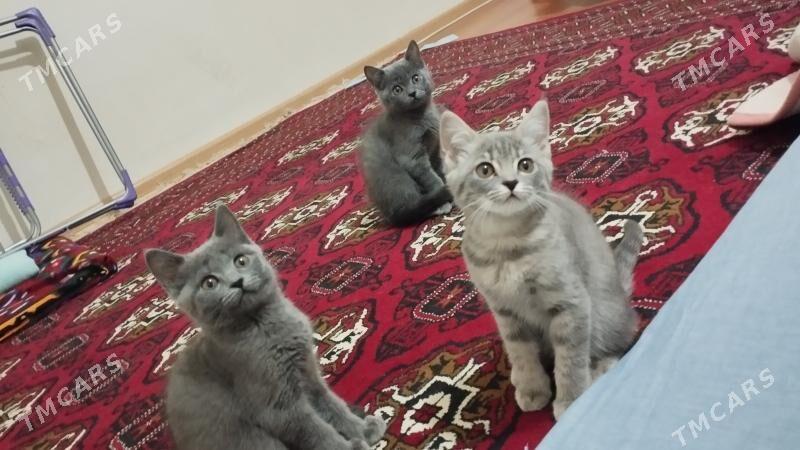 pişikler - Türkmenabat - img 2