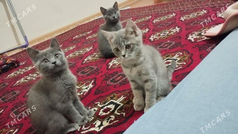 pişikler - Türkmenabat - img 1