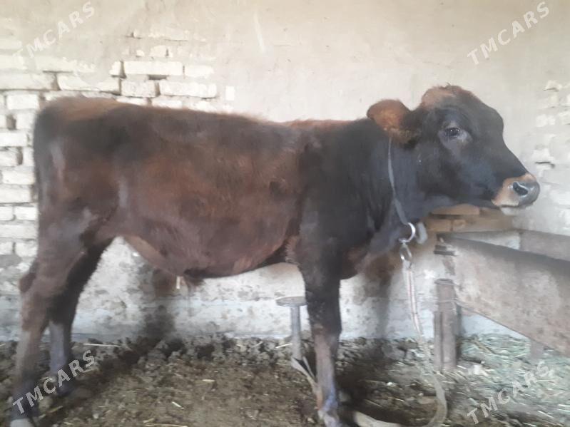 Okuzce - Wekilbazar - img 3