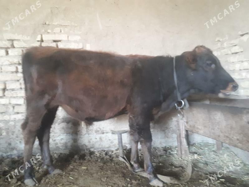 Okuzce - Wekilbazar - img 2