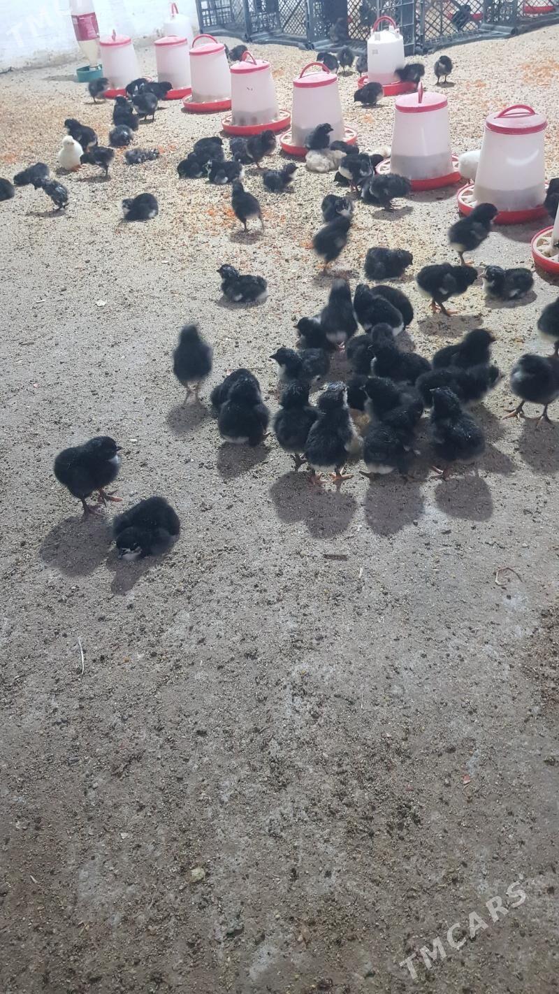 daminat ataks jujeler - Herrikgala - img 2