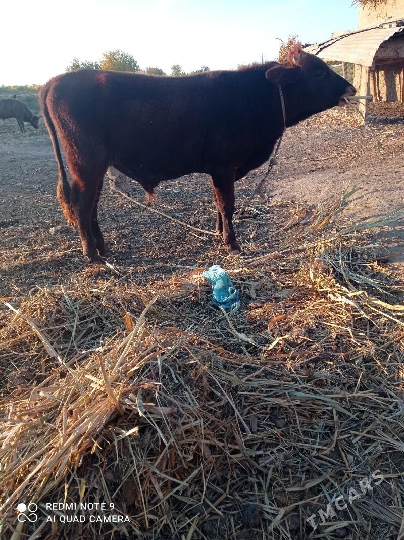 ökuz - Кёнеургенч - img 2