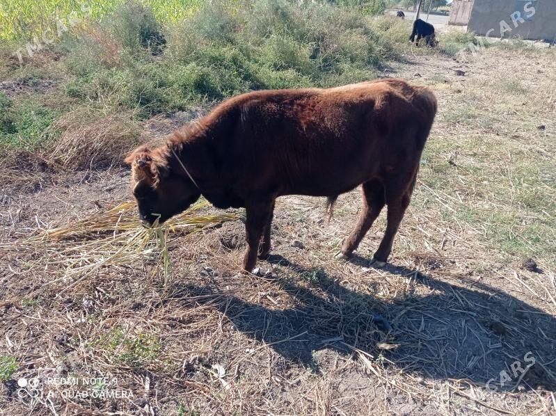 ökuz - Кёнеургенч - img 4