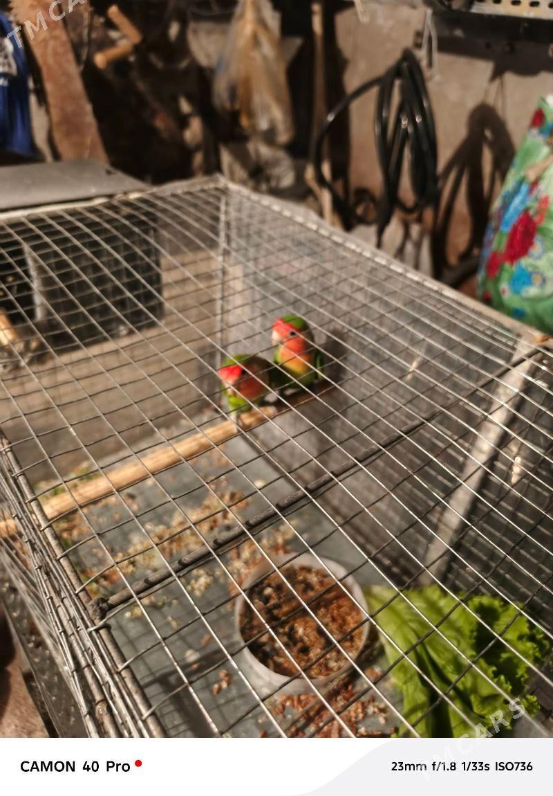 Nerazlucnik неразлучник - Aşgabat - img 2