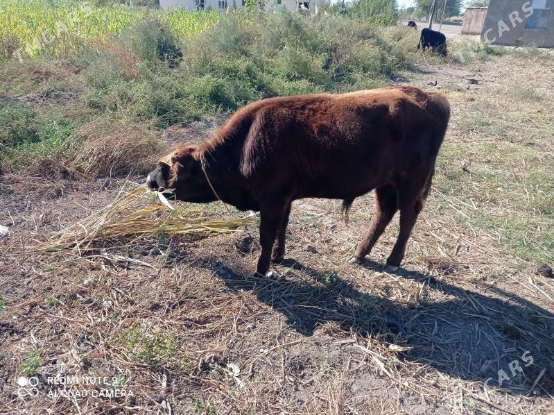 ökuz - Кёнеургенч - img 3