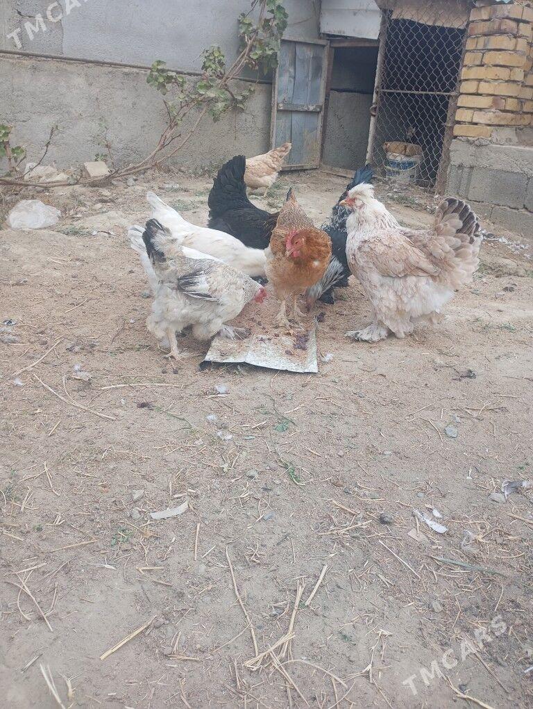 Brama towuk - Gökdepe - img 2