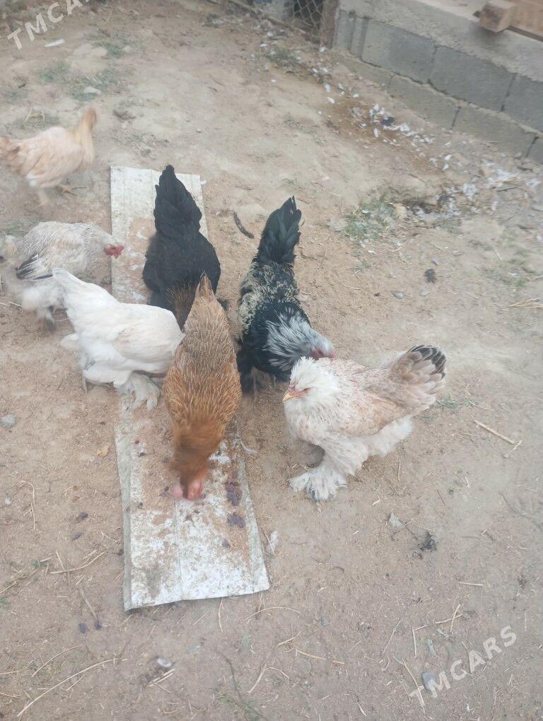 Brama towuk - Gökdepe - img 3