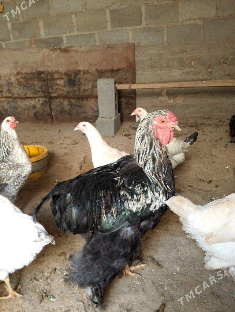 gara brama horoz - Gumdag - img 2