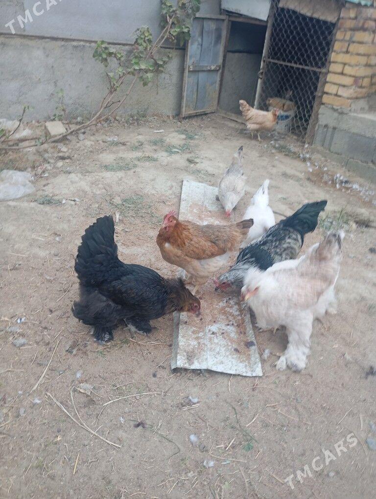 Brama towuk - Gökdepe - img 4