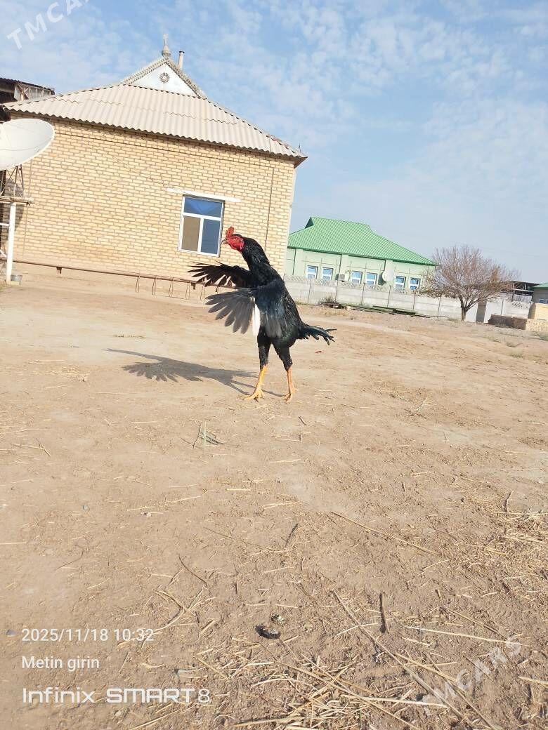 horoz - Mary - img 1