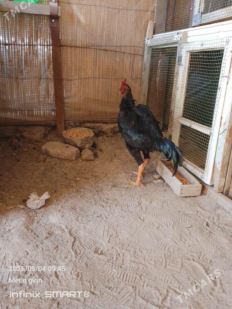 horoz - Mary - img 2