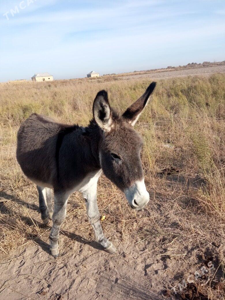 Satlyk esek - Туркменгала - img 4