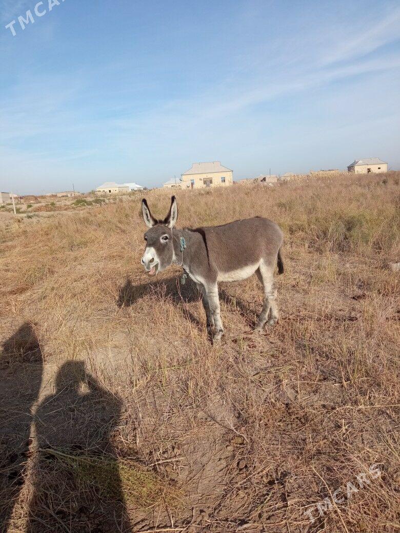 Satlyk esek - Туркменгала - img 2