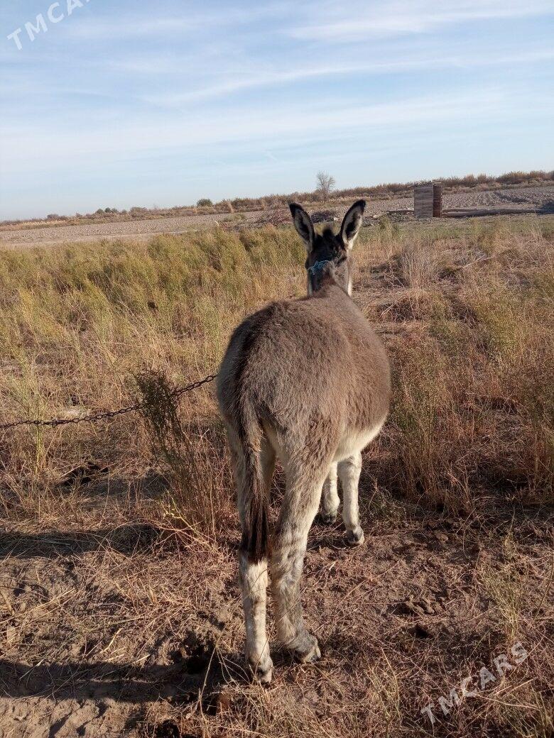 Satlyk esek - Туркменгала - img 3