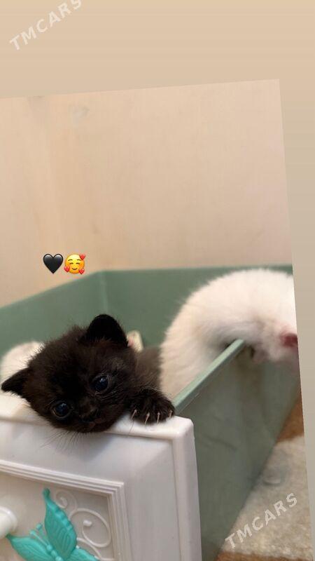 satlanyskiy wispauhi - Howdan "W" - img 1