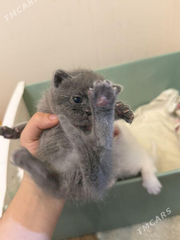 satlanyskiy wispauhi - Howdan "W" - img 2