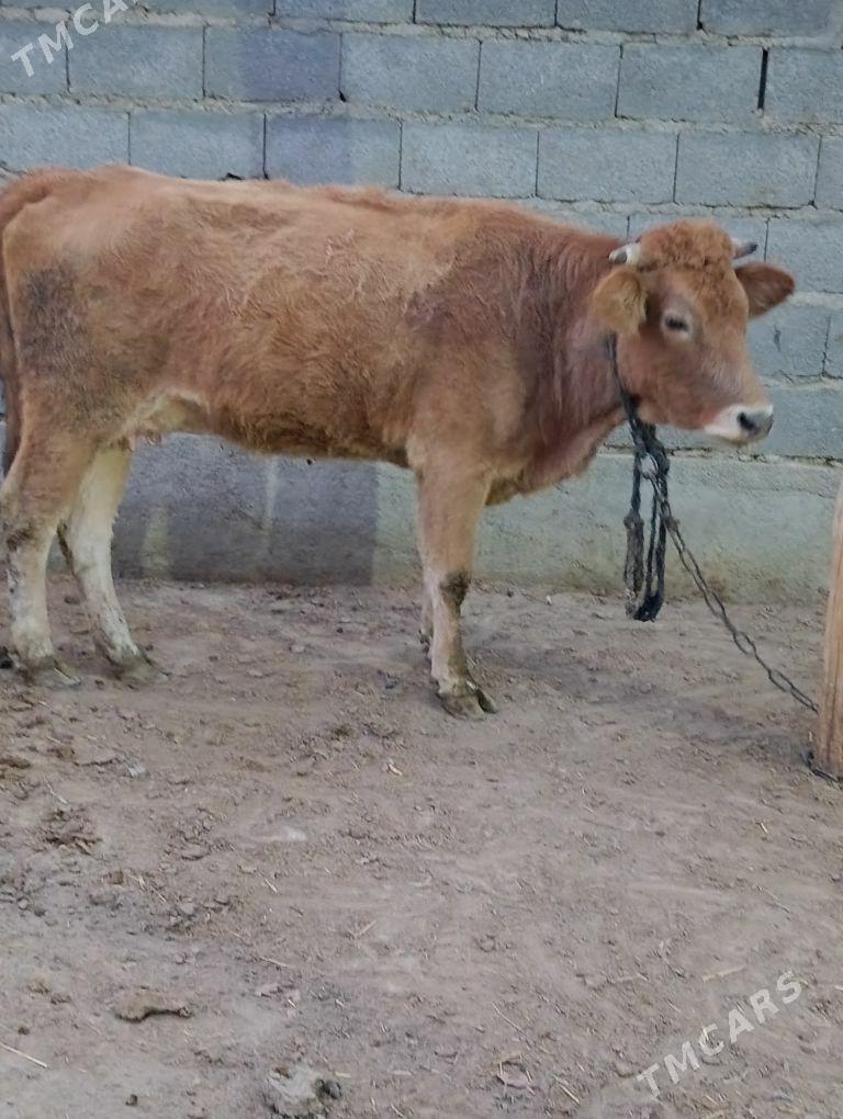 göleli sygyr - Bäherden - img 3