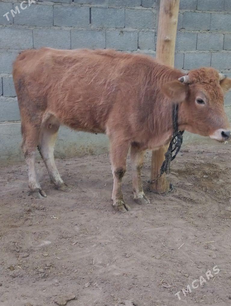 göleli sygyr - Bäherden - img 1