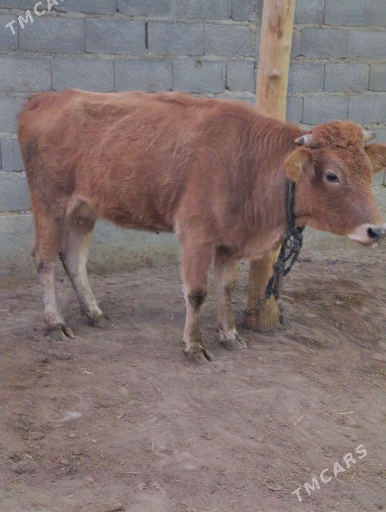 göleli sygyr - Bäherden - img 2