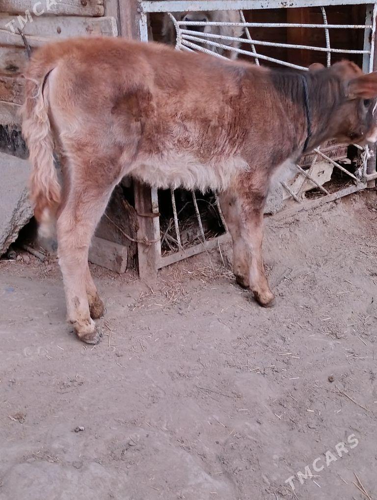 göleli sygyr - Bäherden - img 5