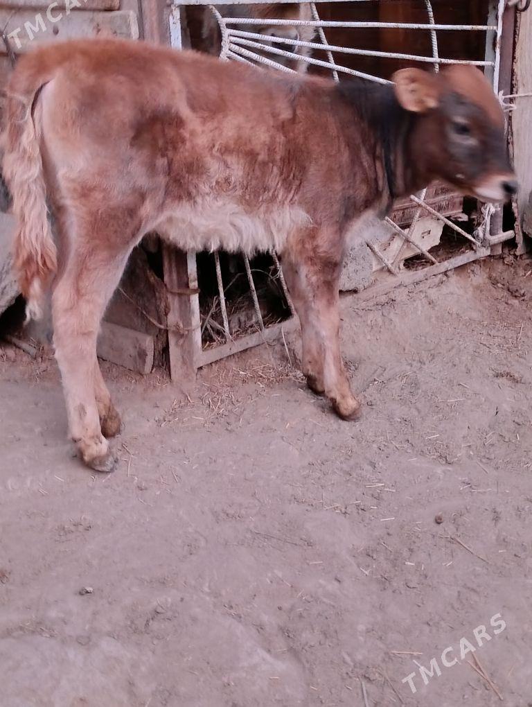 göleli sygyr - Bäherden - img 6