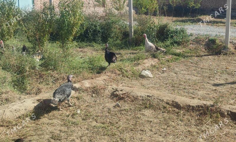 induk - Кака - img 1