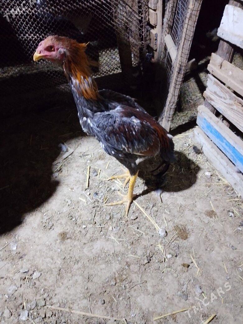 Horoz - Baýramaly - img 2