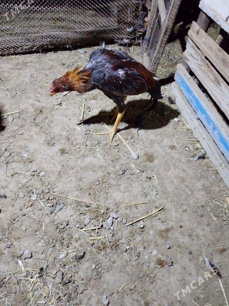 Horoz - Baýramaly - img 3