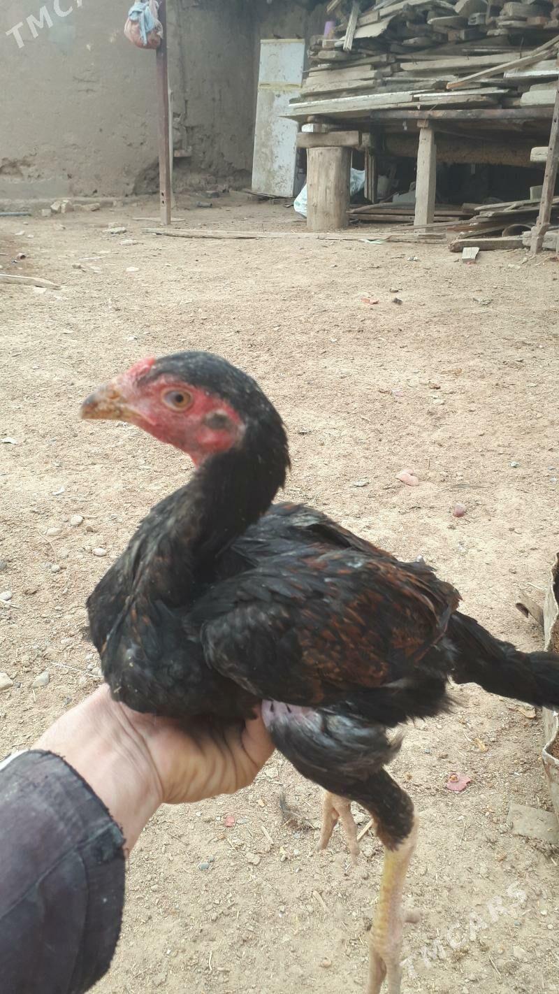 taskent juje - Babadaýhan - img 2