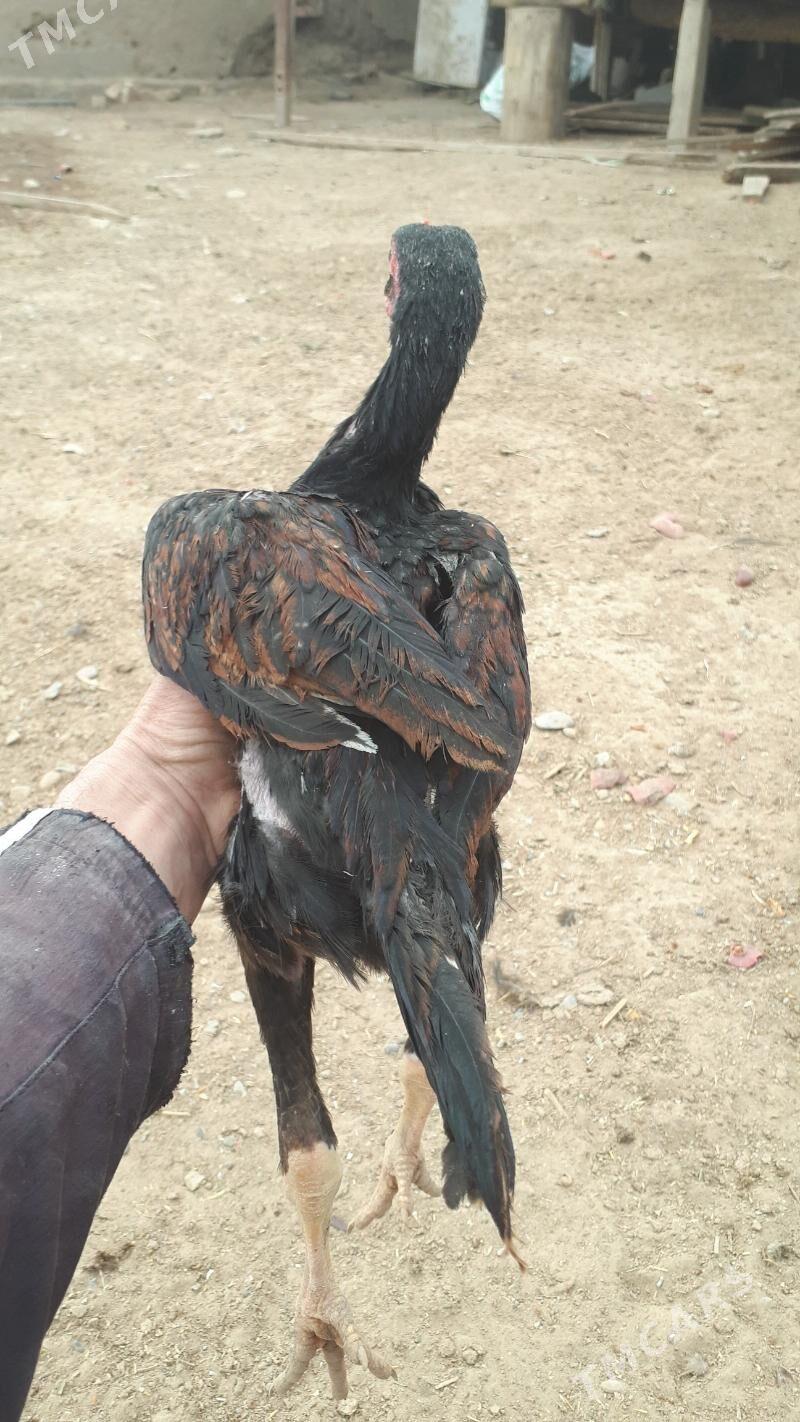 taskent juje - Babadaýhan - img 1