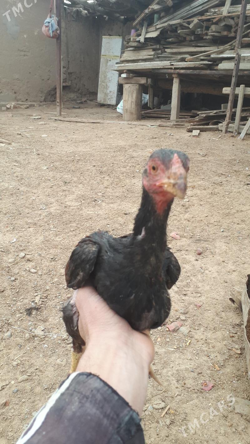 taskent juje - Babadaýhan - img 3