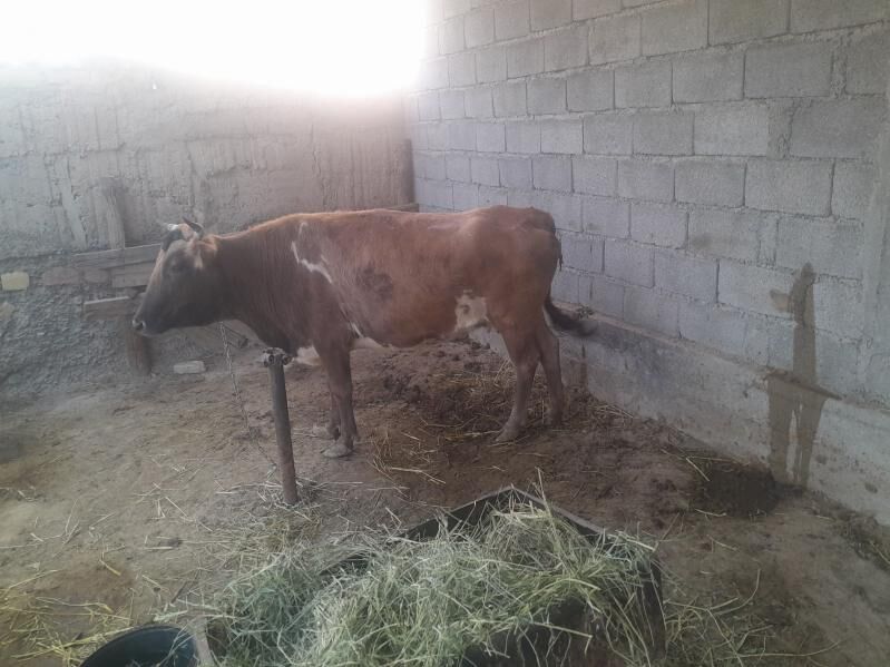 sygyr - Gökdepe - img 2