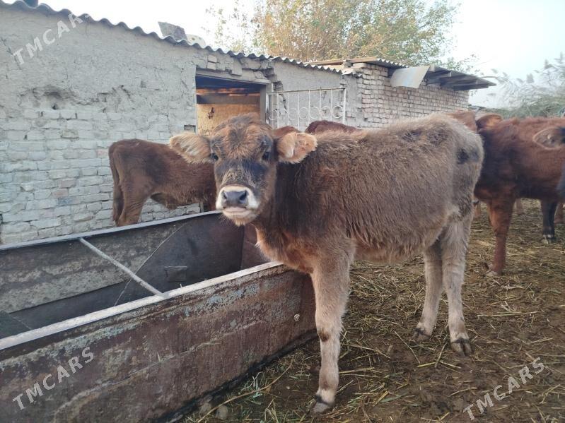 Gölöler - Векильбазар - img 2