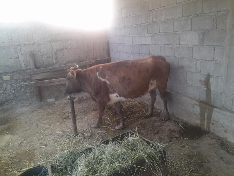 sygyr - Gökdepe - img 3