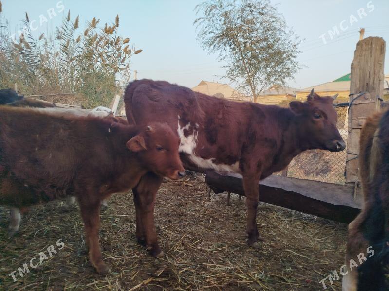 Gölöler - Векильбазар - img 1