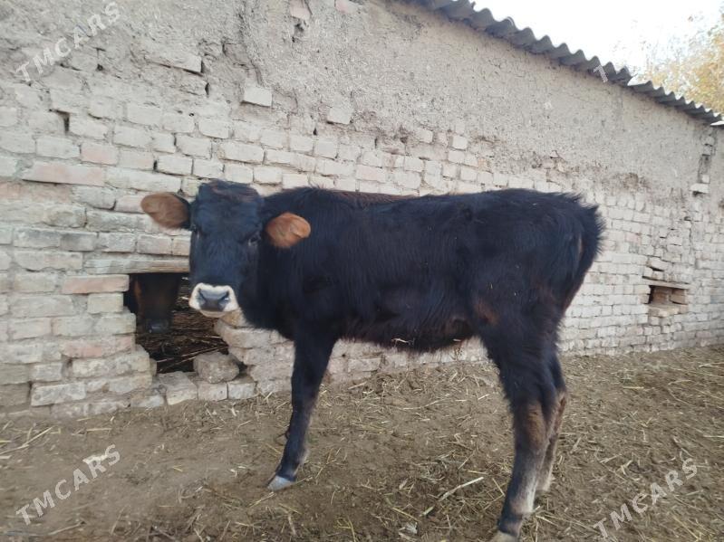 Gölöler - Векильбазар - img 3