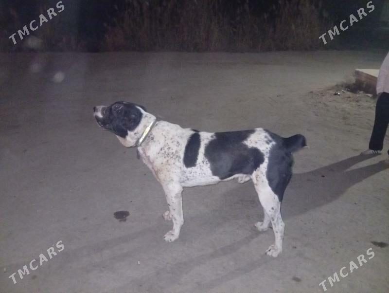 Garadag - Шабатский этрап - img 2