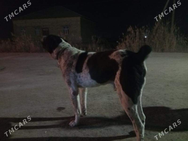 Garadag - Шабатский этрап - img 3