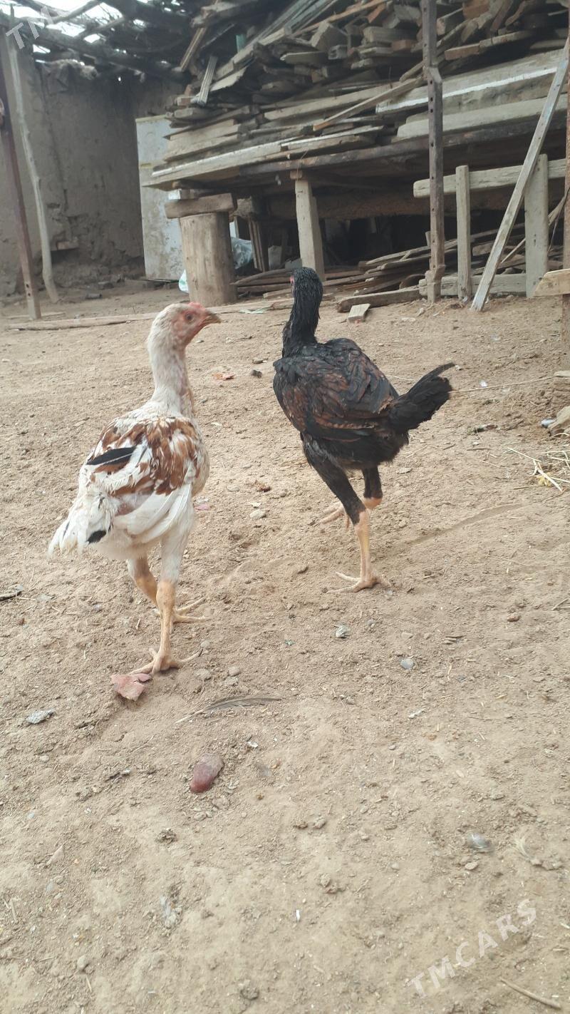 taskent juje - Babadaýhan - img 4