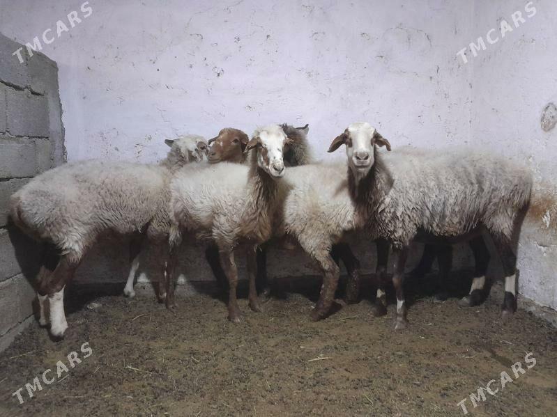 goyun - Гёкдепе - img 2