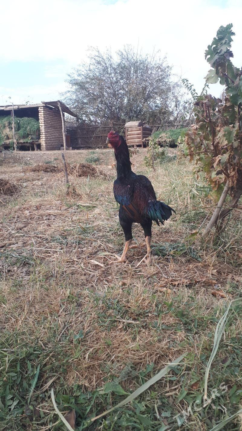 taskent juje - Babadaýhan - img 5