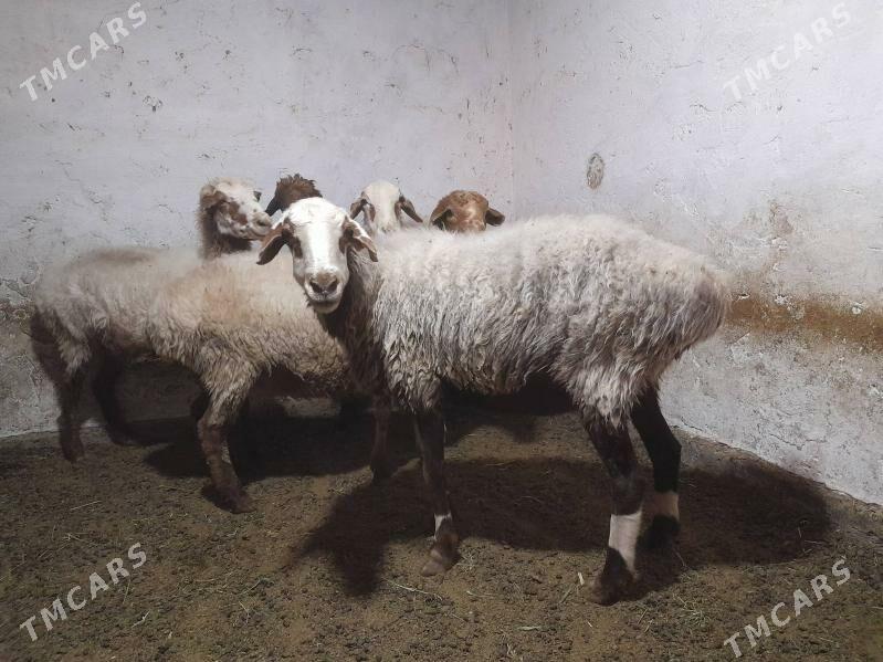 goyun - Гёкдепе - img 3