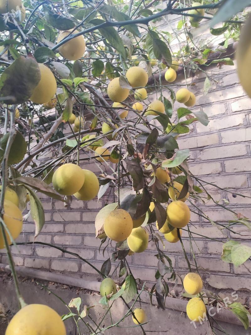 limon - Сакар - img 2