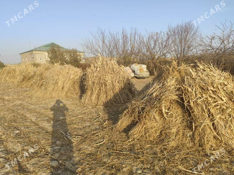 mal oty - Daşoguz - img 2