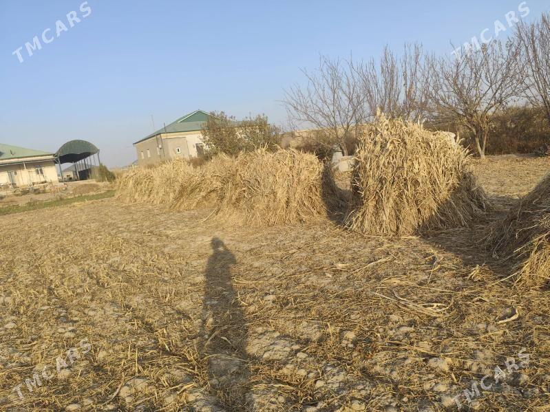 mal oty - Daşoguz - img 1